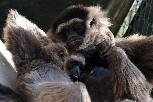 Gibbon Conservation Center