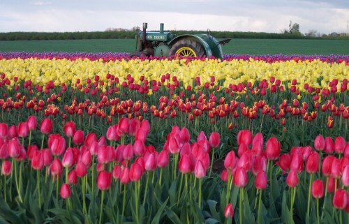 Wooden Shoe Tulip Festival