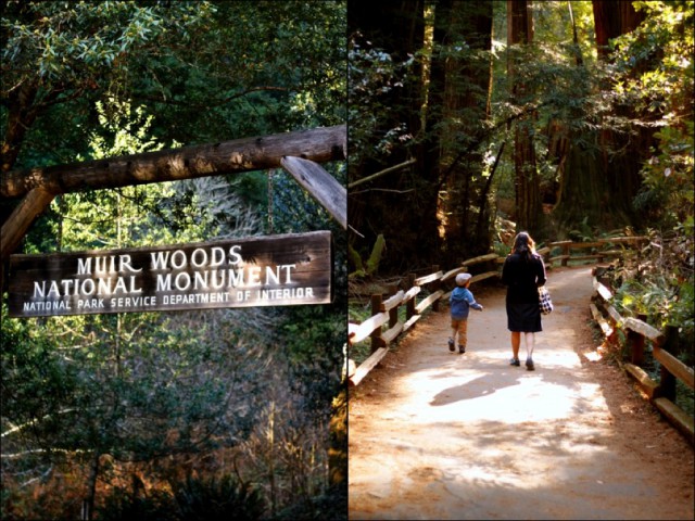 Muir Woods 2
