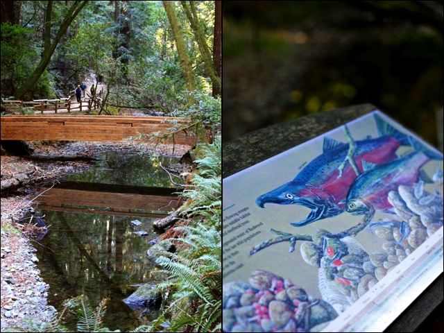 Salmon Muir Woods