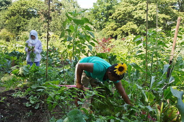 sunflower kids in BBG
