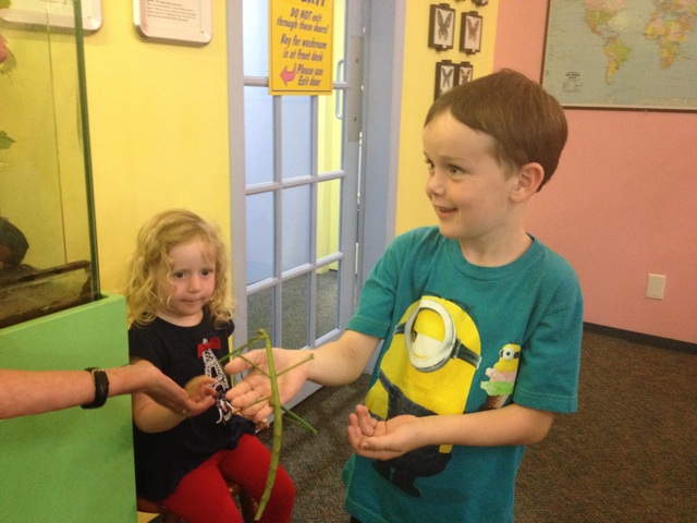 Bug Zoo Victoria boy with stick bug