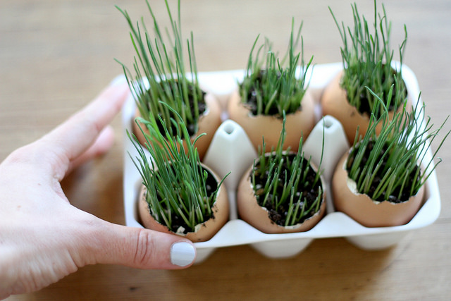 egg-planters