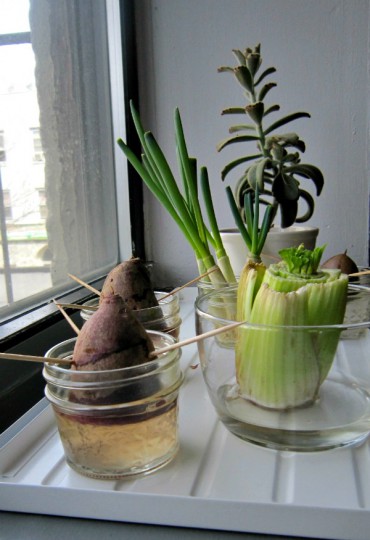 regrow veg plain
