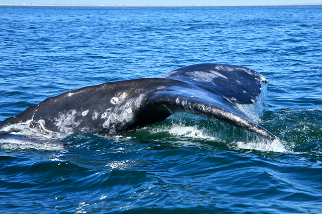 5538713523_6993bf2ca3_z