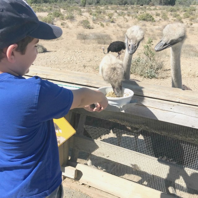 best things to do in solvang with kids