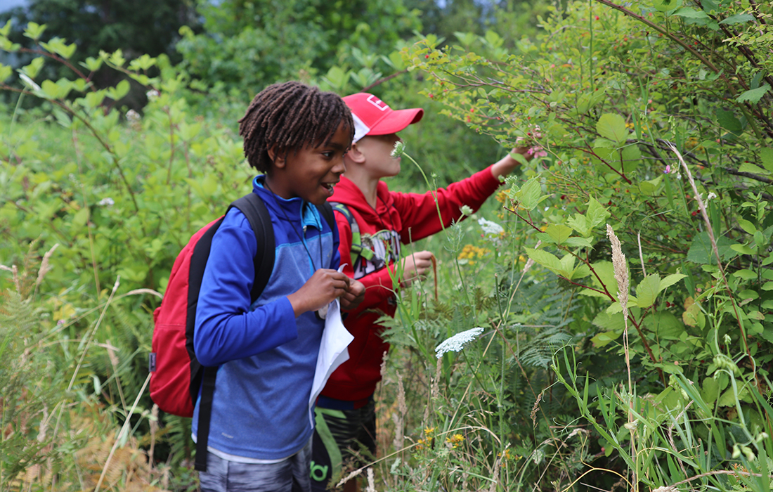 two boys pick berries from a bush while at a Portland summer camps