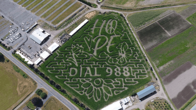 corn maze on sauvie island