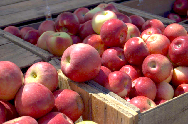 applefest, apple cider, apple barrel, fall festival