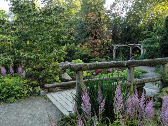 best spring blooms in seattle, cherry blossoms in seattle