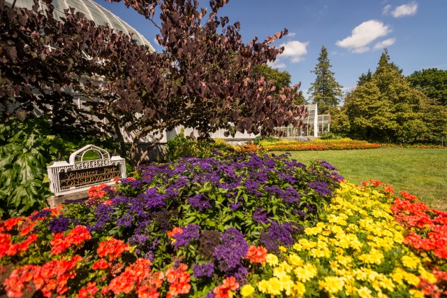 spring blooms in seattle, cherry blossoms in seattle