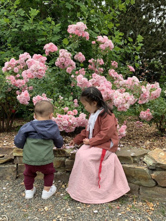 best spring blooms in seattle, cherry blossoms in seattle
