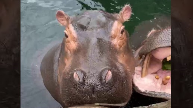 Fiona Hippo