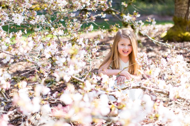 spring blooms in seattle, cherry blossoms in seattle