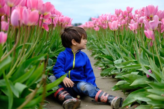 skagit valley tulip festival seattle