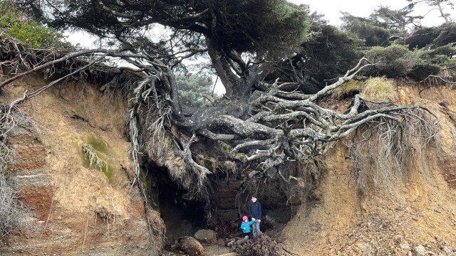 kids stand under the Tree of life near seabrook wa