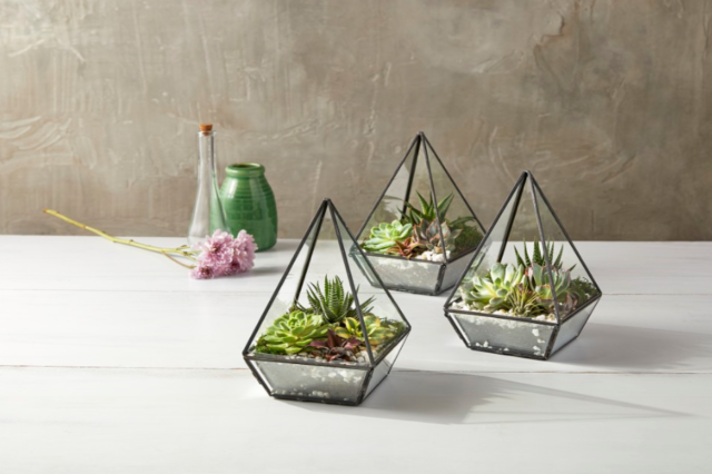 Geometric Terrarium
