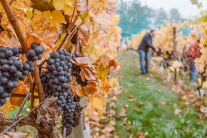 grapes in a vinyard in the autumn with man in background