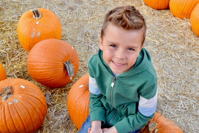 pumpkins, pumpkin patch, October, fall, halloween, hayride, Autumn,