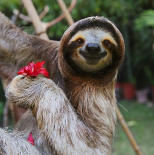picture of a sloth, which helps kids learn facts about animals
