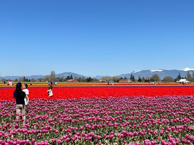 tulip festival skagit valley seattle