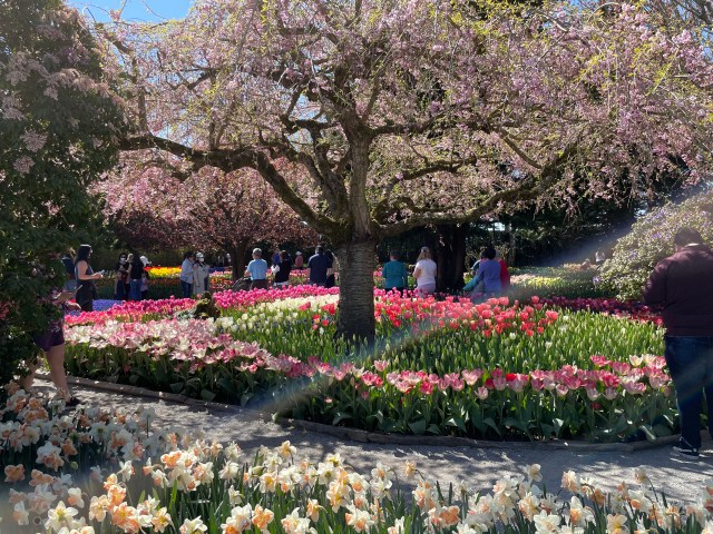 skagit valley tulip festival seattle 