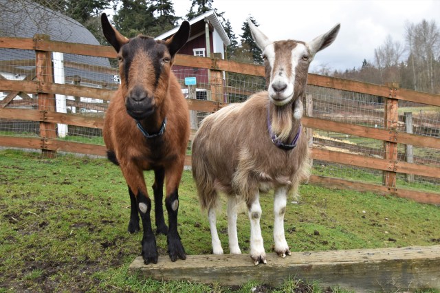 goat at the Kelsey Creek Farm petting farms and zoos in Bellevue near Seattle