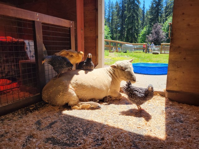 Animals in a barn at this petting farms and zoo in Redmond near Seattle