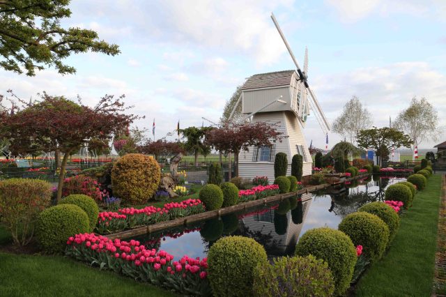 tulip festival skagit valley seattle