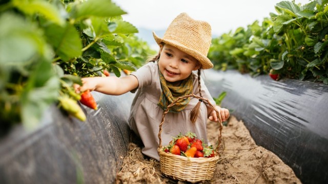 a girl picks strawberries at a u-pick farm
