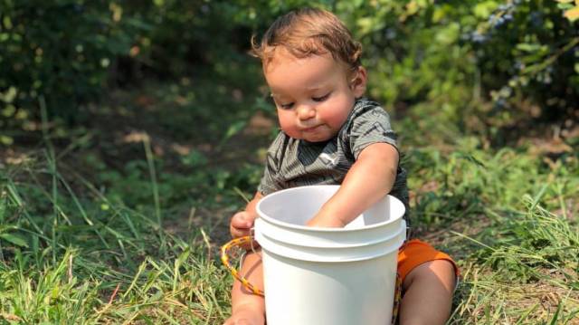 a chubby baby digs into a bucket of berries at a u pick blueberry farm seattle