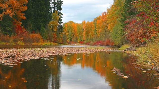 Drives to see fall colors outside of leavenworth washington with a river, bridge and trees