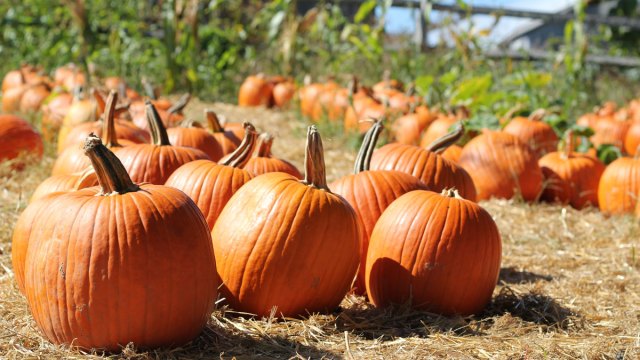 DMV's best pumpkin patches