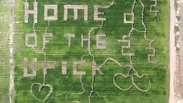 best corn maze near san francisco