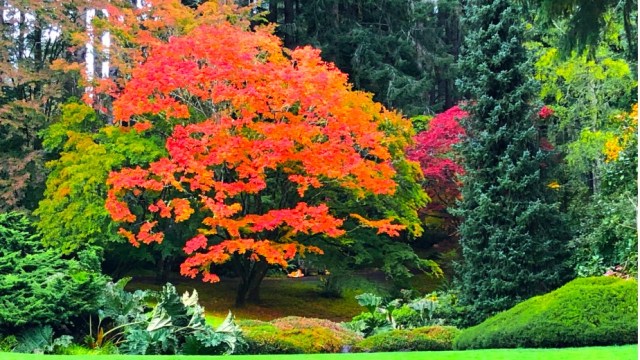 Bright orange leaves of autumn on a tree over a pond at Bloedel Reserve