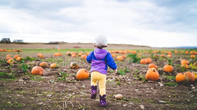 DMV's best pumpkin patches