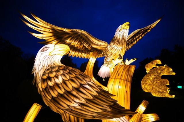 Lit eagle lanterns at Seattle Christmas lights at Woodland Park Zoo's Wildlanterns