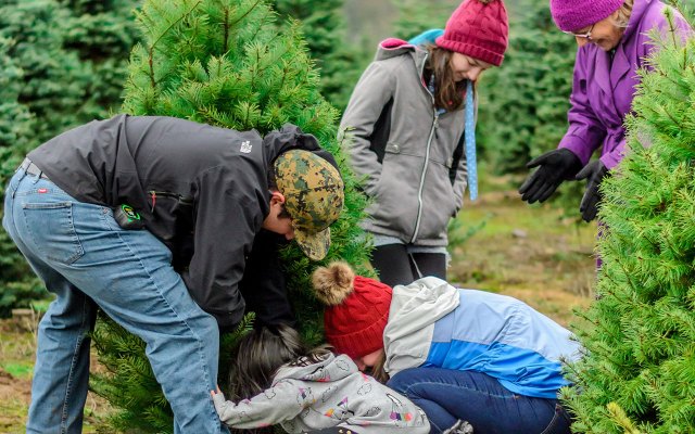 u-cut christmas tree farms near NYC