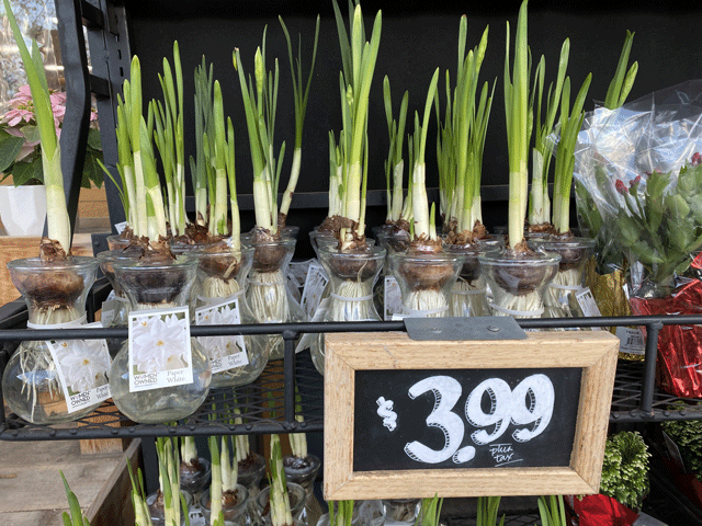 Trader Joe's gifts: paperwhite bulbs