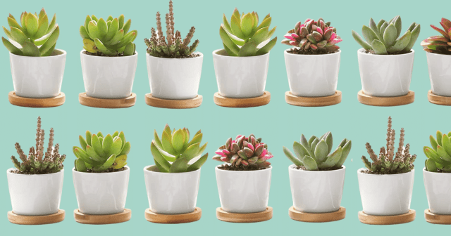 best succulent pots