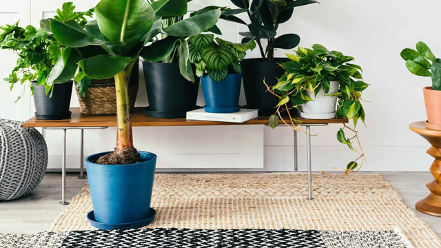 sending a plant is a nice way to say happy teacher appreciation week