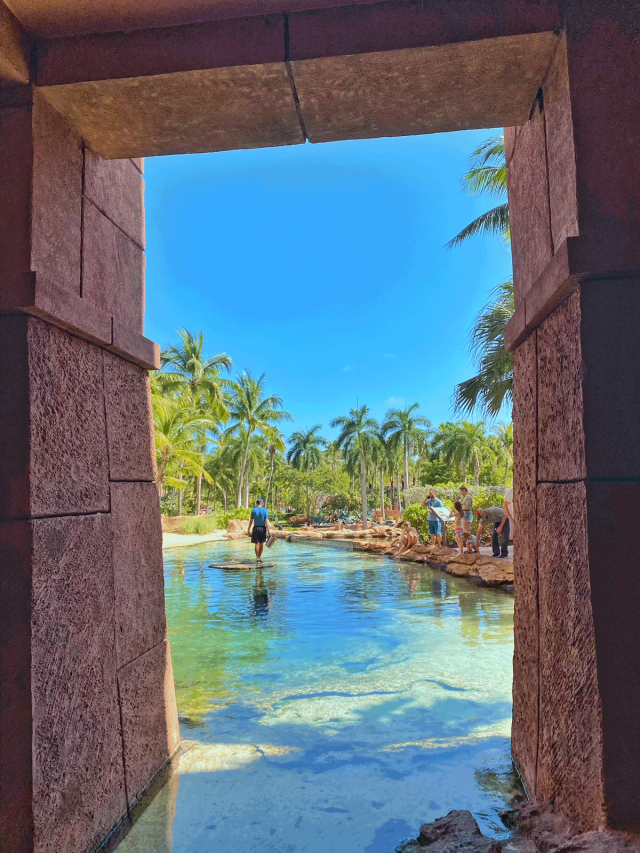Kids watching turtle feeding at Atlantis Bahamas
