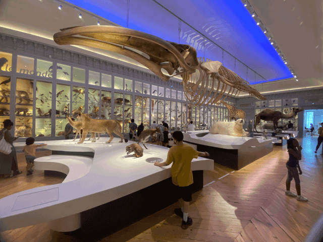 kids exploring Museum Bordeaux Sciences et Nature