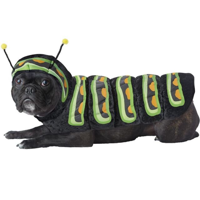 dog in caterpillar