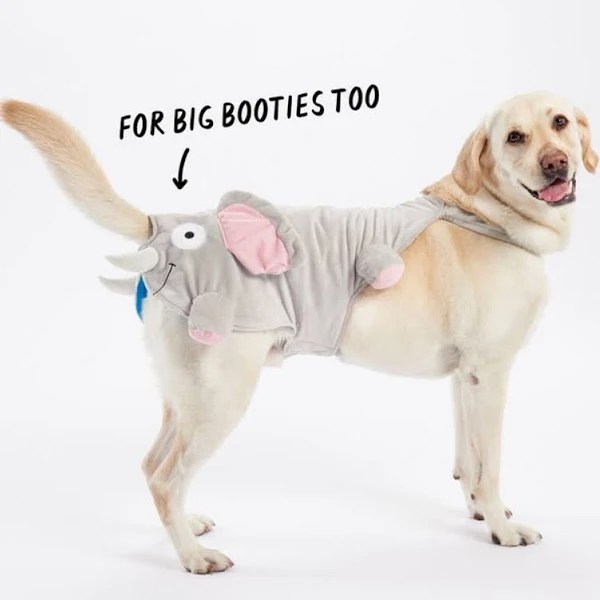 Dog wearing an elephant bodysuit