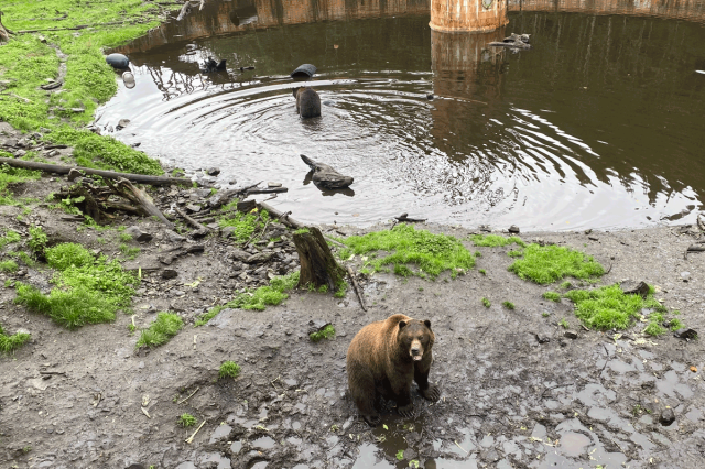bear rescue sitka alaska