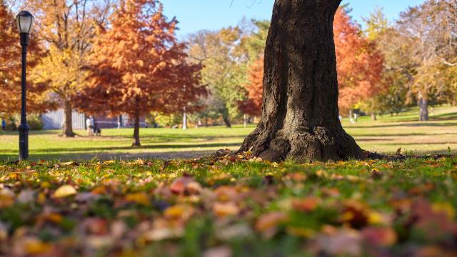 fall foliage leaves tree park