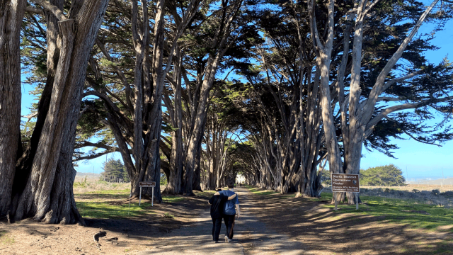 kids walking through trees at Point Reyes