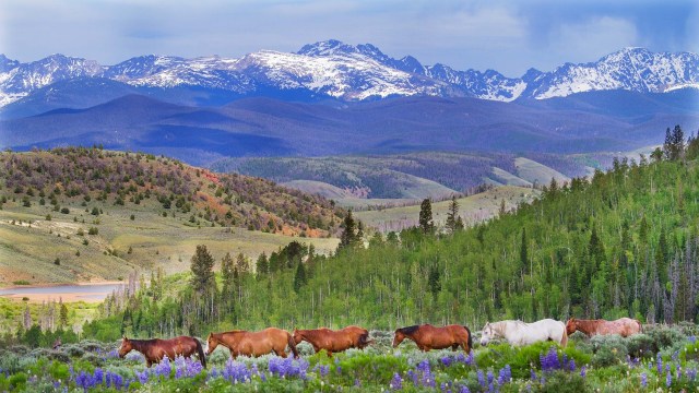 Row of horses standing in a green meadow with valleys and trees in the backdrop and snow-capped mountains