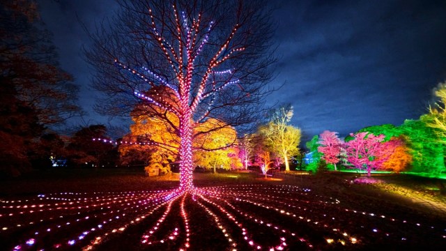 best holiday light displays around san diego